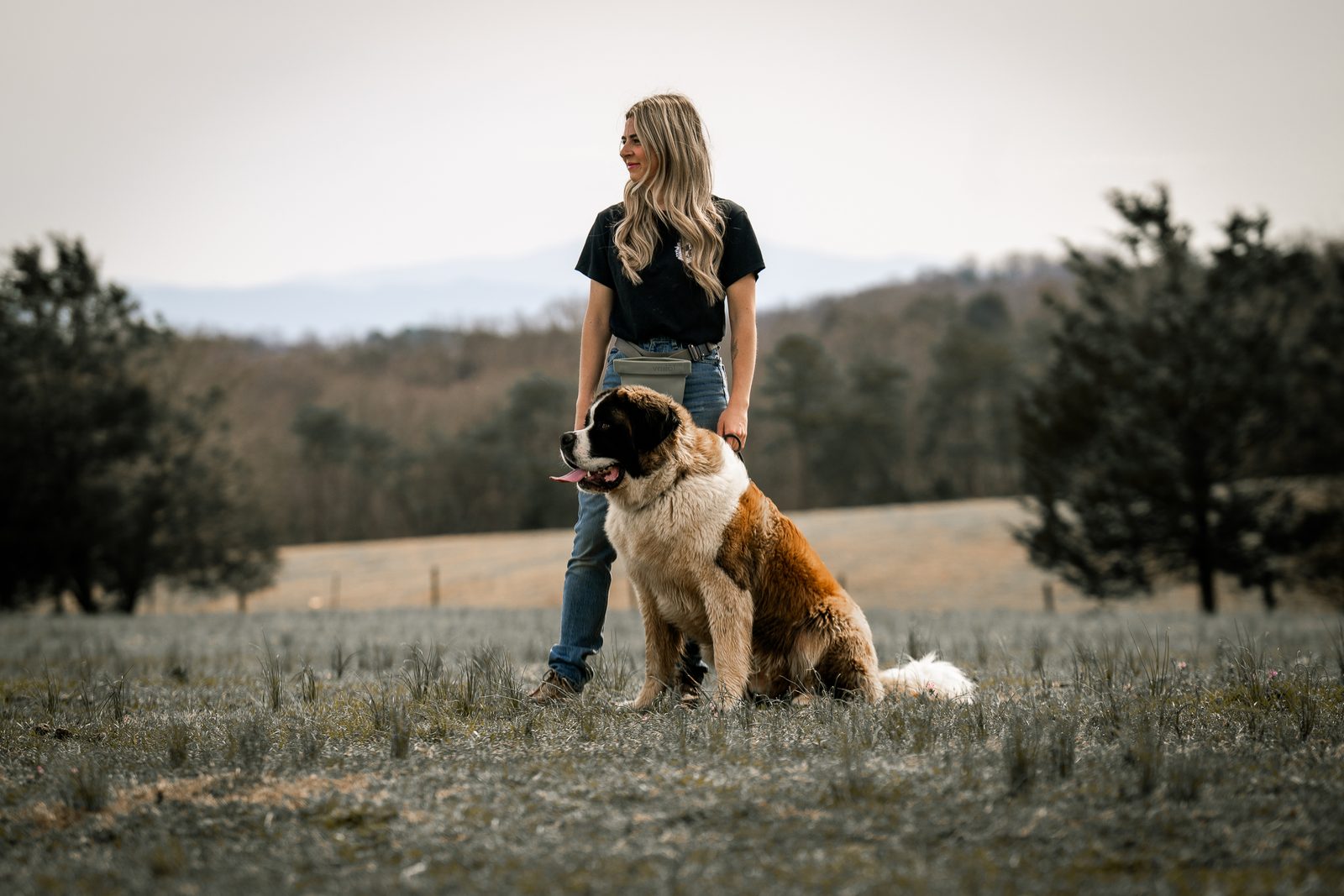 A Saint Bernard sitting at the feet of a woman in a hilltop field
