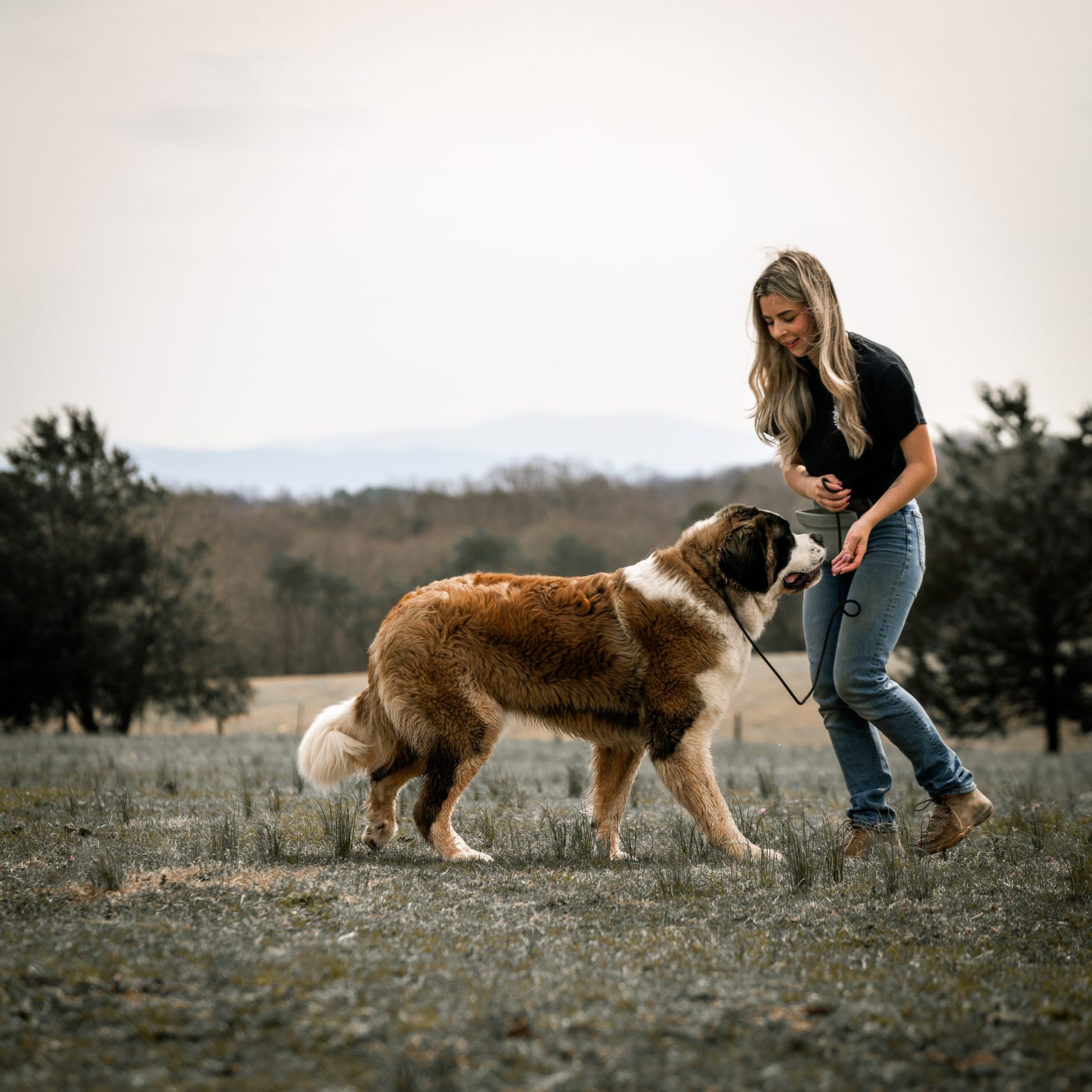A Saint Bernard on a leash walking toward a woman across an open field
